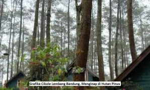 Grafika Cikole Lembang Bandung, Menginap di Hutan Pinus