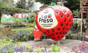 La Fresa Flower and Garden